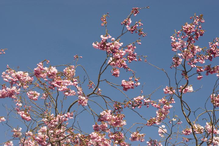 cherry_blossom.jpg - Ornamental pink sakura cherry blossom flowering in spring against a clear blue sky