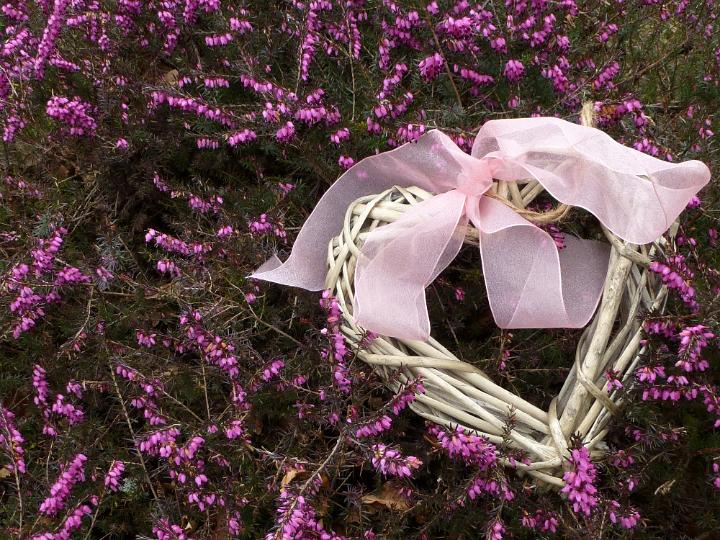 heather_heart.jpg - Wicker heart with pink ribbon bow sitting on blooming heather bush. Spring Easter background with copy space