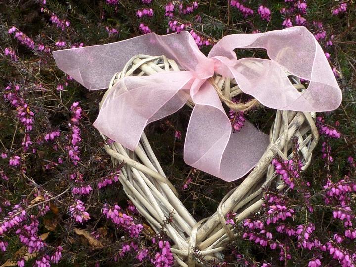 pink_ribbon_heart.jpg - Wicker heart with pink ribbon bow sitting on blooming purple heather bush, viewed in close-up. Spring Easter background theme