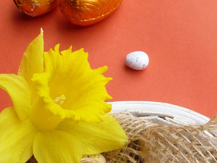 easter_background.jpg - Easter decoration theme with yellow daffodil narcissus flower and mini chocolate quail egg on orange surface background