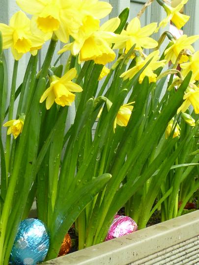 easter_daffodils.jpg - Colorful foil Easter eggs hidden amongst yellow daffodils in a planter or window box ready for the kids egg hunt
