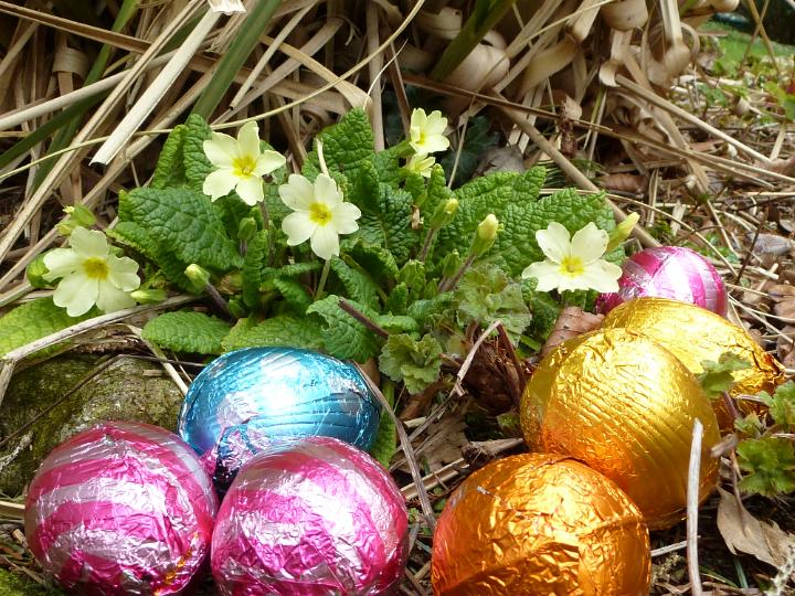 easter_flowers_and_eggs.jpg - Selection of colorful chocolate foil Easter eggs with a clump of yellow primroses outdoors in the garden to celebrate the holiday season