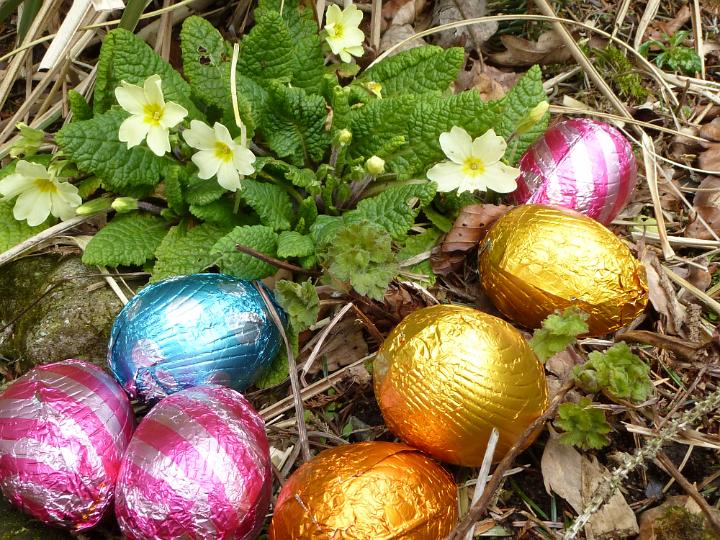 forest_egg_hunt.jpg - Easter egg hunt theme with eggs and wild grown flowers in forest. Chocolate eggs in colorful foil sitting on the ground and viewed in close-up