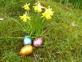 daffodil_and_eggs