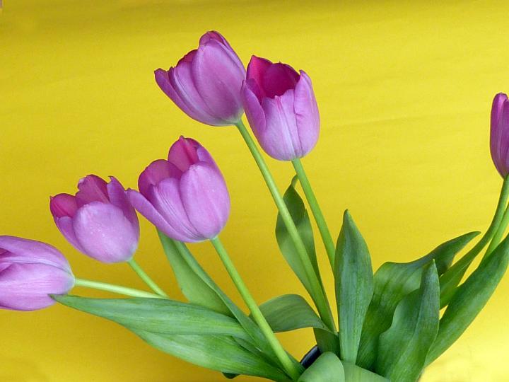 bunch_of_tulips.jpg - Bunch of fresh purple tulips with green leaves viewed in close-up against plain yellow background