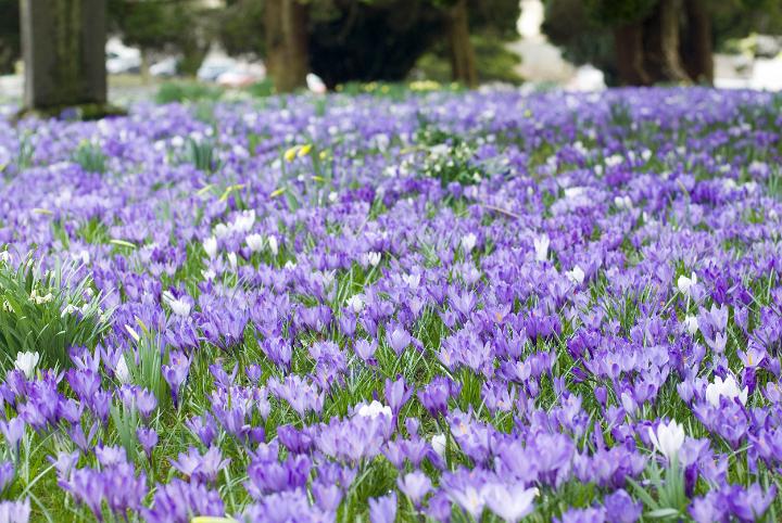 crocus_background.jpg - Low angle view of a carpet of colourful blue spring crocus as a seasonal background