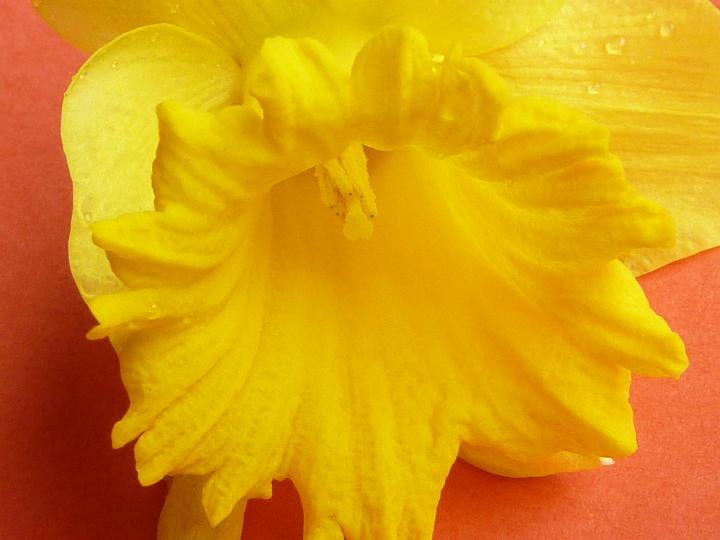 daffodil_flower.jpg - Fresh yellow daffodil flower with drops of water on fragile petals, viewed in macro close-up on orange surface