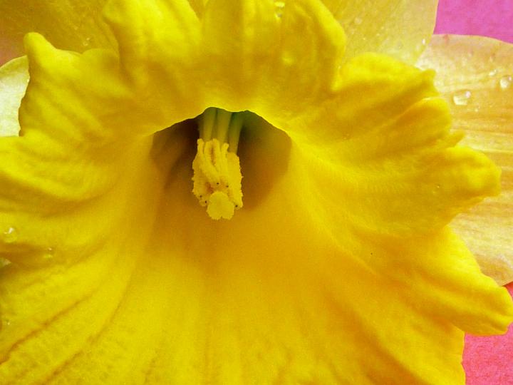 daffodil_macro.jpg - Macro view of vivid yellow daffodil flower with yellow stamens, placed on pink background