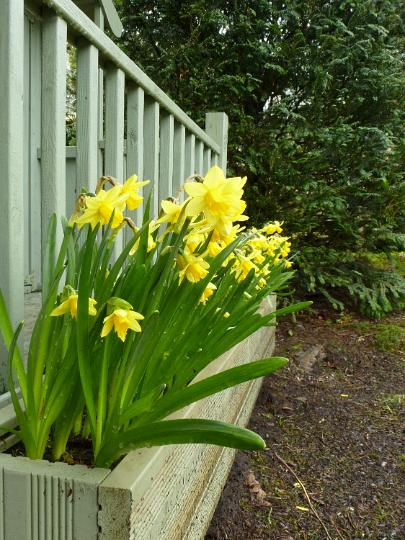 daffodil_planter.jpg - Yellow daffodils growing in the garden in flowerbed near grey railings in the springtime, viewed from the side