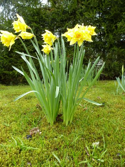 daffodils.jpg - Fresh wild growing daffodils in the nature of woodlands in springtime, viewed from low angle