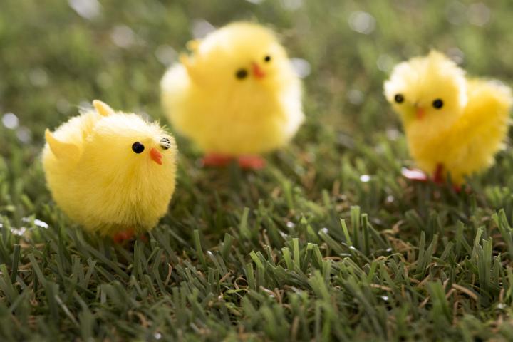 easter_chicks.jpg - Three cute fluffy little Easter toy chicks in spring sunshine outdoors on green grass with copy space