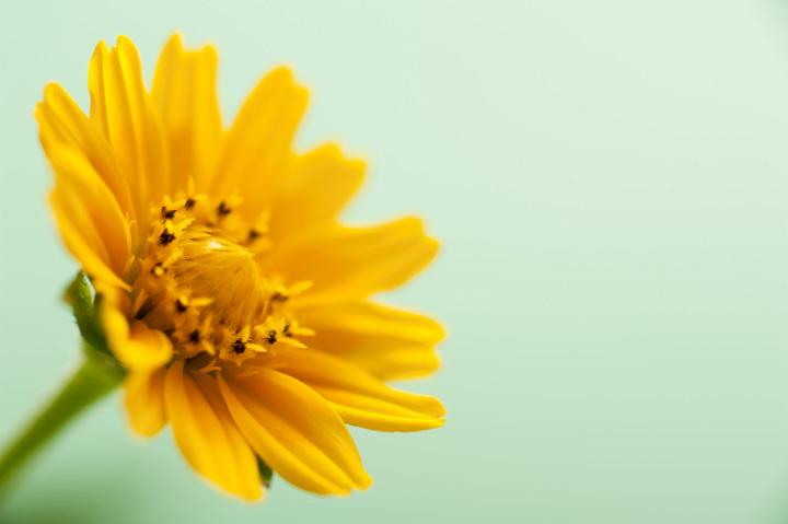easter_daisy_background.jpg - Colorful yellow Easter or spring daisy symbolic of the season viewed at a three quarter angle over a soft fresh green background with copy space