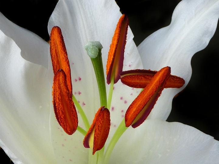 easter_lily.jpg - Close-up macro view of lily flower with white leafs and red stamen on black background