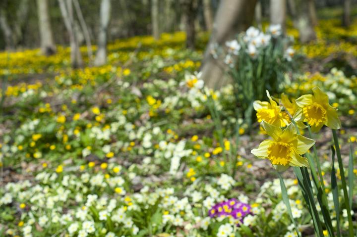 easter_woodland_flowers.jpg - Closeup image of yellow spring daffodils blooming in an Easter woodland carpeted with colourful wildflowers
