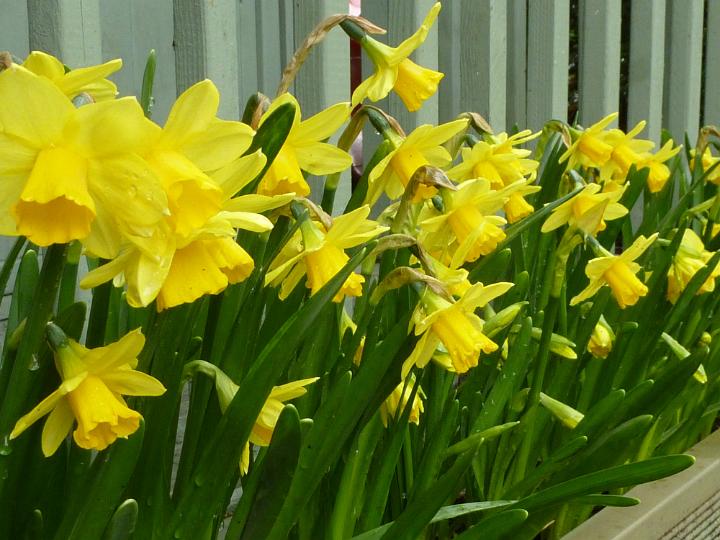 flowering_daffodils.jpg - Close-up on fresh blooming yellow daffodils in springtime growing outside in flowerbed in the country house garden