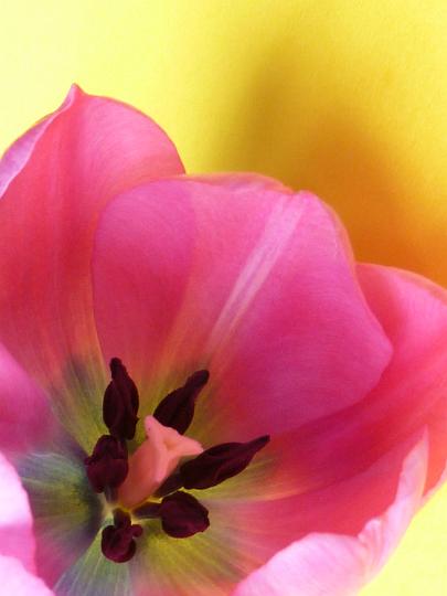 inside_tulip.jpg - Close up macro of the inside of a fresh pink spring tulip with focus to the pistils, anthers and stigma