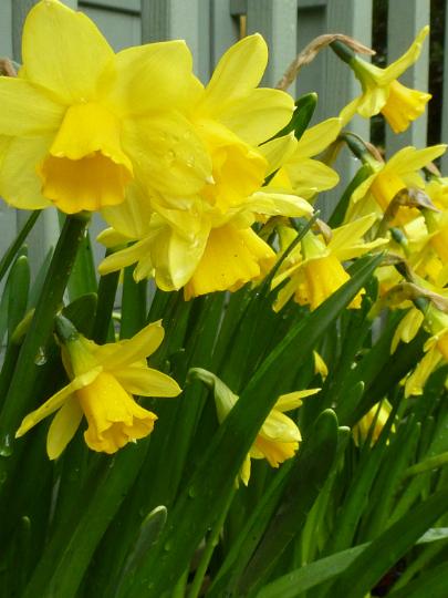 lots_of_daffodil_flowers.jpg - Vivid yellow spring daffodils or narcissus flowering in a planter below a balcony on a house conceptual of the seasons