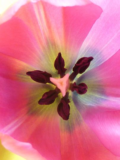 tulip_flower_macro.jpg - Inside pink tulip flower, pestle and dark stamens in macro