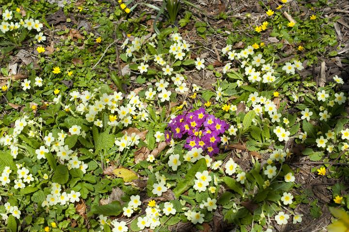 wild_primroses.jpg - Flowering wild primroses on the woodland floor in pale yellow and purple