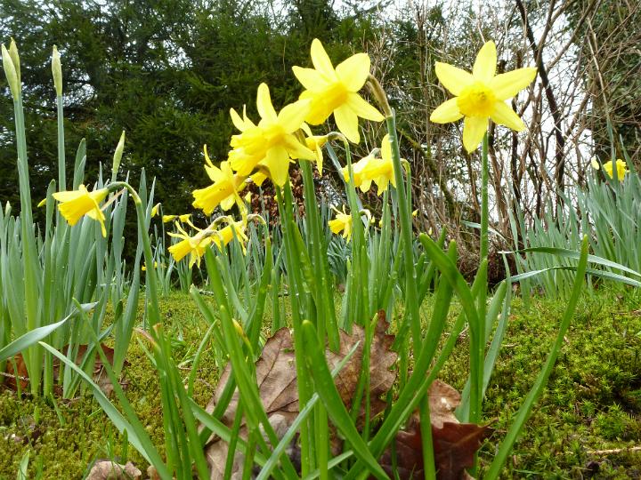 woodland_easter.jpg - Yellow daffodil narcissus flowers growing wild in woodland. Viewed from low angle ground level