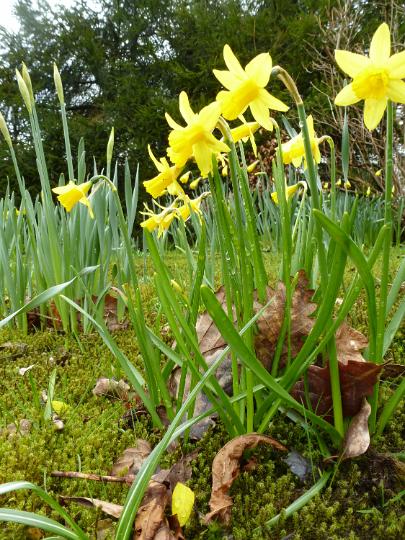 woodland_easter_flowers.jpg - Cluster of yellow daffodils growing outdoors in the wild in rural woodland conceptual of spring and the Easter holiday season