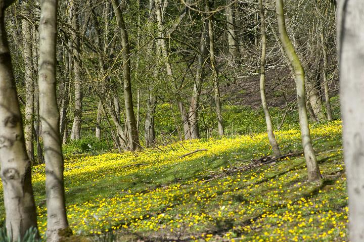 woodland_in_spring.jpg - View through woodland in spring with colourful yellow spring flowers carpeting the ground between the trees