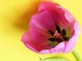 tulip_flower_inside