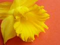 yellow_daffodil