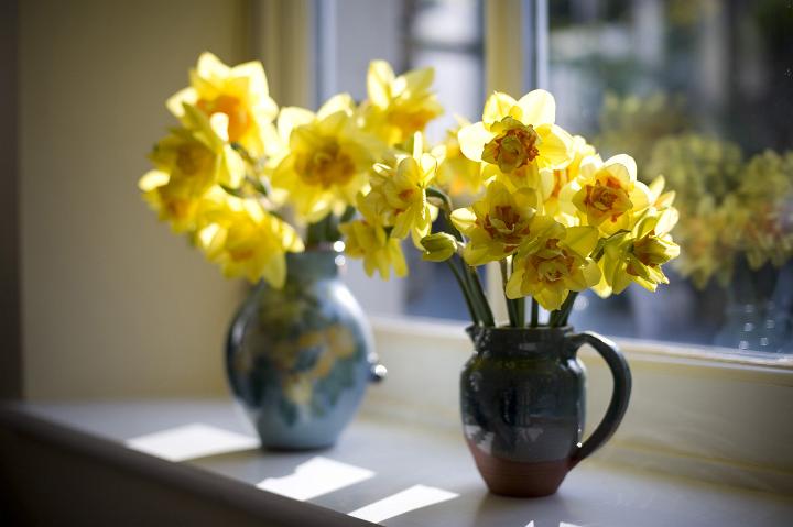 daffodil_narcissus.jpg - Two decorative vases of colourful yellow spring daffodils or narcissus standing in the sunlight on a windowsill