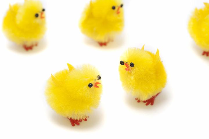 spring_chickens.jpg - A group of fluffy yellow toy spring chickens in different orientations on a white background