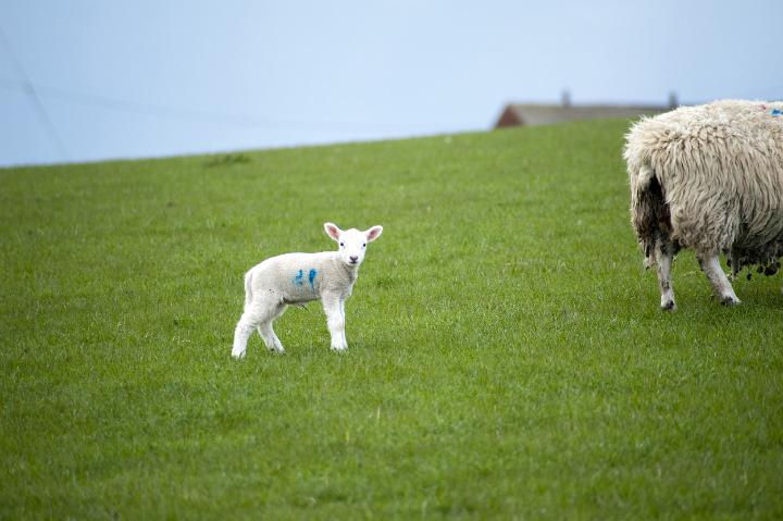 spring_lamb.jpg - Baby spring lamb standing in a green pasture looking inquisitively at the camera