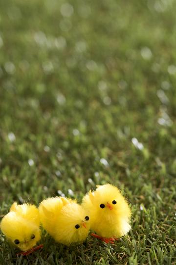 three_spring_chicks.jpg - Three little springtime yellow furry baby chicken dolls on grass with copy space