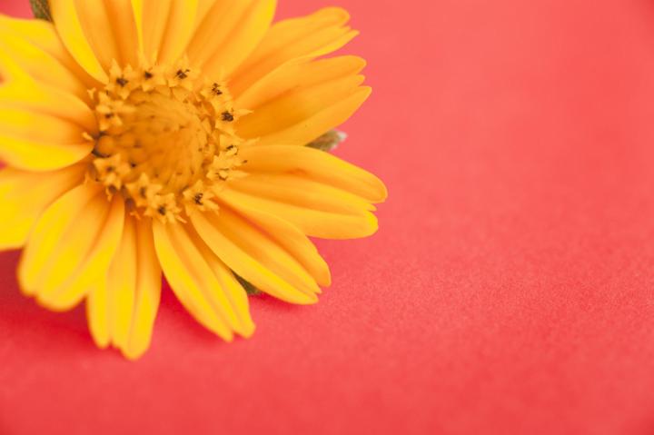 easter_flower_background.jpg - Colorful bright yellow Easter flower placed in the corner on a red background with copy space for your holiday or spring greeting,