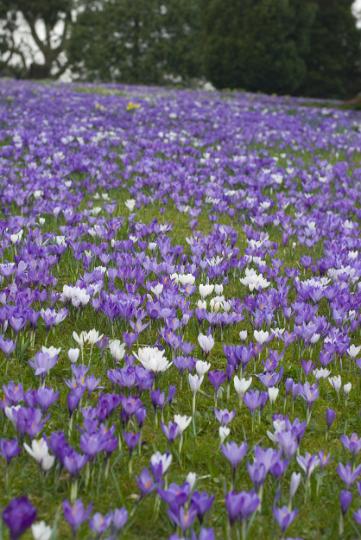 flowering_croci.jpg - Carpet of colourful purple and white flowering croci in a rural meadow