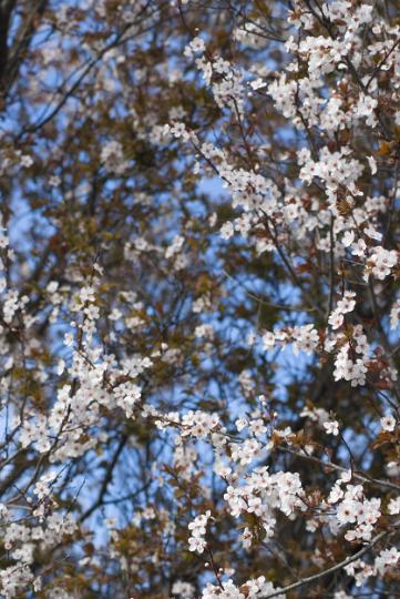 plum_blossom.jpg - Delicate pink decorative spring plum blossom covering a tree with deep maroon foliage against a blue sky