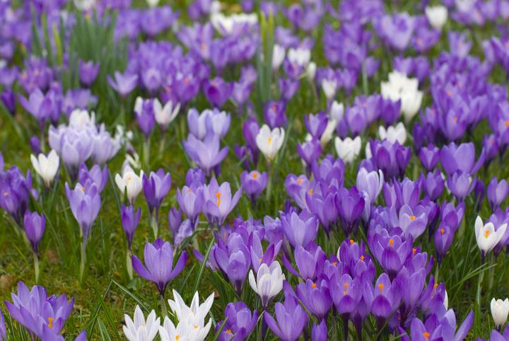 purple_crocus.jpg - Closeup background of decorative purple spring Crocuses flowering in a green meadow