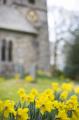 church_daffodils