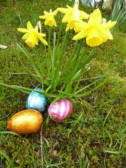 chocolate_eggs.jpg - Chocolate eggs in colorful foil hidden under wild growing daffodils outdoors in woodland for Easter egg hunt game in spring