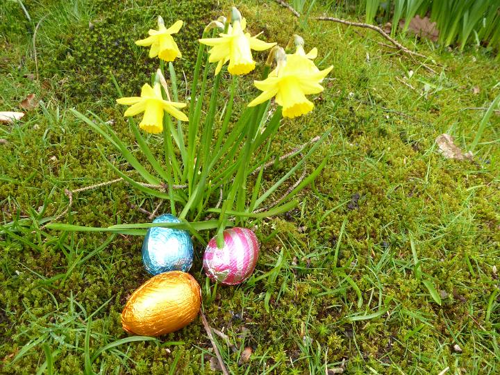 daffodil_and_eggs.jpg - Woodland scene with colorful foil wrapped Easter eggs and daffodils laid out for the traditional kids egg hunt
