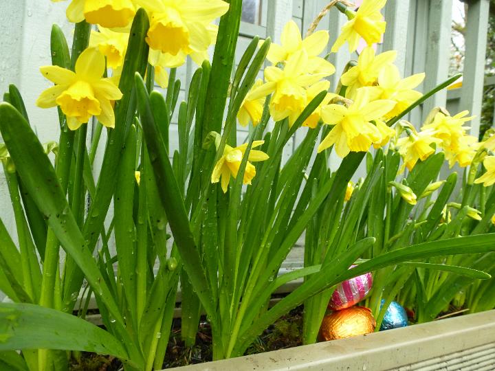 daffodil_at_easter.jpg - Colorful yellow daffodils and foil wrapped Easter eggs in an outdoor planter or window box conceptual of the seasons and holiday