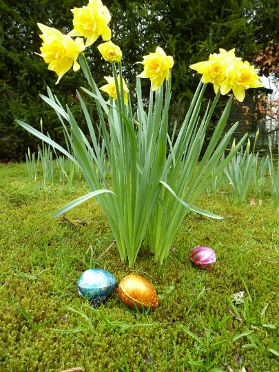 daffodil_egg_hunt.jpg - Colorful foil Easter eggs with spring daffodils outdoors in rural woodland ready for the traditional egg hunt for kids