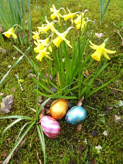 easter_egg_daffodils.jpg - Colorful chocolate foil Easter eggs with yellow daffodils outdoors in the garden symbolic of the festive holiday and spring season viewed high angle