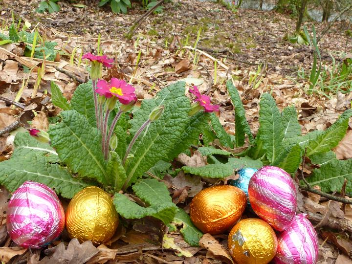 easter_egg_hunt_woodland.jpg - Collection of colorful foil wrapped Easter eggs in woodland nestling between red primroses waiting to be found by the children during the egg hunt