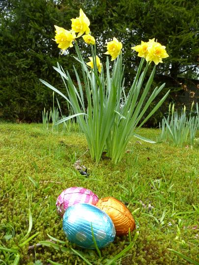 egg_hunt_daffodil.jpg - Chocolate easter eggs near daffodils outdoors