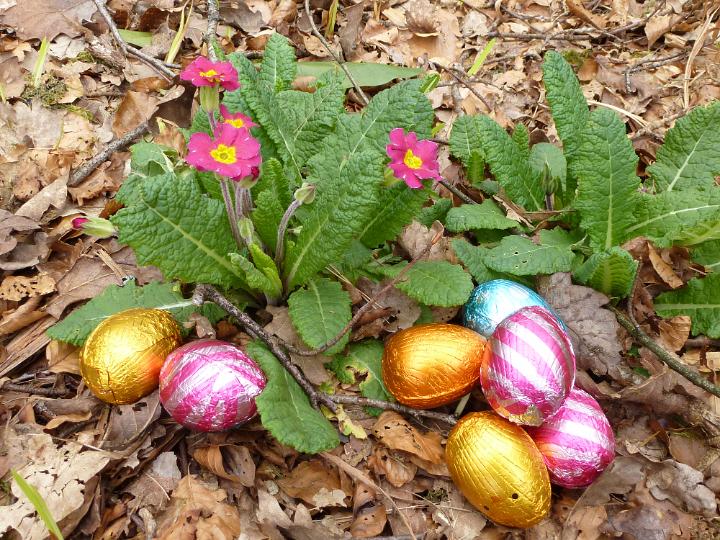 egg_hunt_eggs.jpg - Heap of colorful chocolate foil Easter eggs with pretty variegated primulas growing outdoors in a garden ready for the traditional kids Easter egg hunt