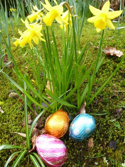 foil_wrapped_easter_eggs.jpg - Foil wrapped Easter eggs below a daffodil plant outdoors in spring woodland ready for the kids egg hunt