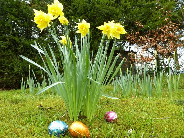 woodland_egg_hunt.jpg - Traditional woodland Easter Egg Hunt with colorful foil wrapped chocolate eggs below yellow spring daffodils under the trees