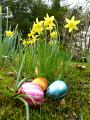 daffodils_and_eggs