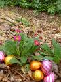 easter_primrose_and_eggs