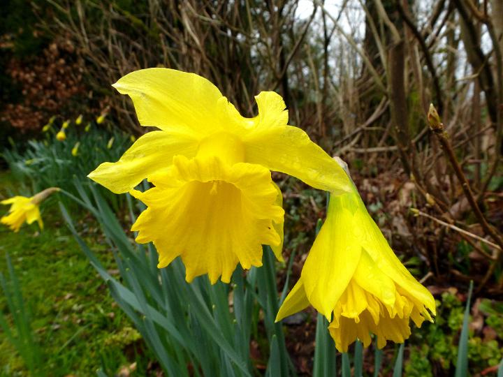 closeup_daffodil.jpg - Colorful yellow spring daffodils outdoors in a garden or woodland in a close up view symbolic of the season